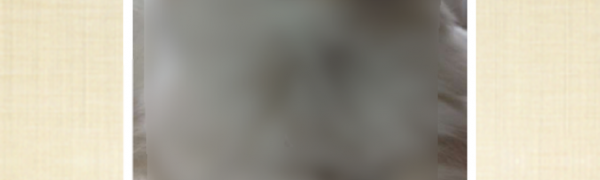 「ねこまみれ -かわいい猫写真が見放題！「ねこのきもち」公式アプリ-」猫写真がもりだくさん！癒しのSNSアプリ